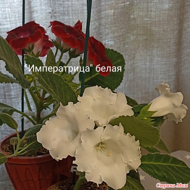 Глоксинии)))