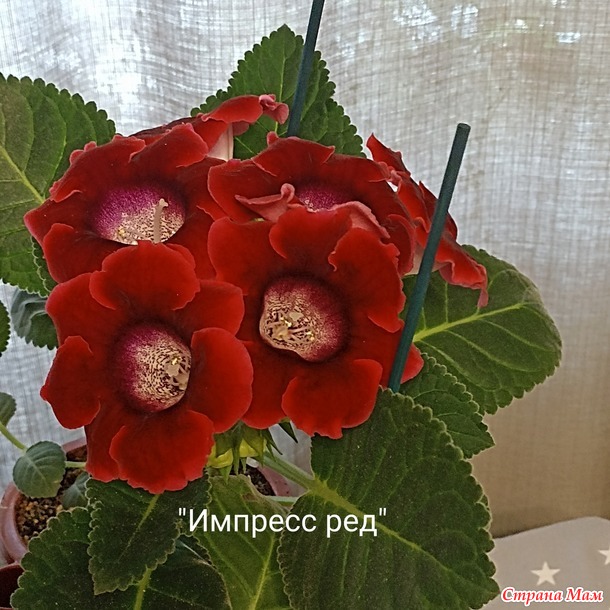 Глоксинии)))