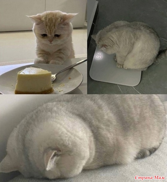    ))
