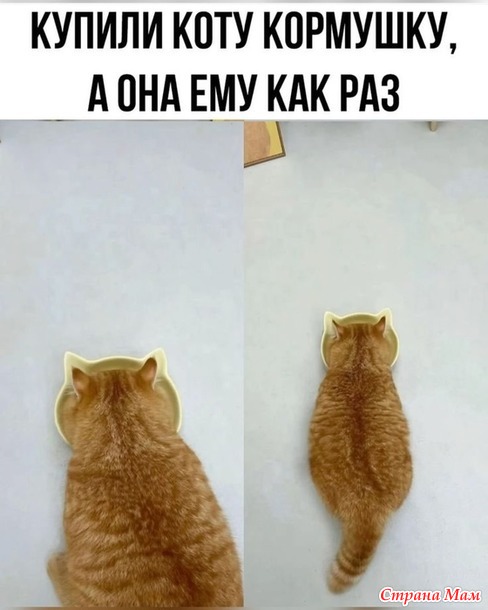  ))