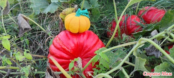 Времена года. Сентябрь. Тыковка