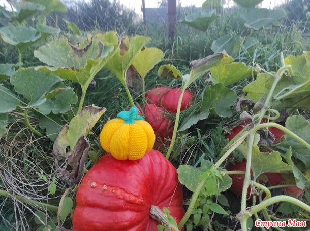 Времена года. Сентябрь. Тыковка