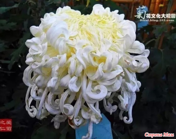 Назови меня своим Фениксом
