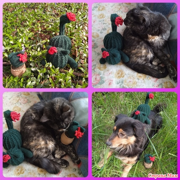 ������� ���� ������� ����� Freccia