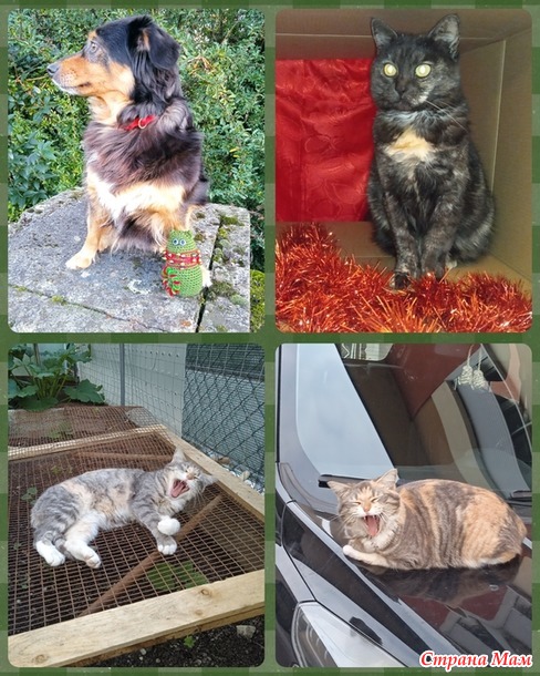 ������� ���� ������� ����� Freccia