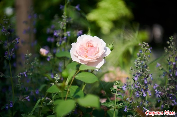 ������� ���� ����� ����