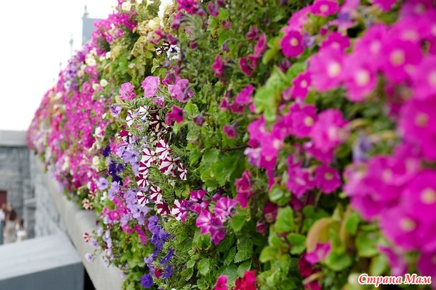 ������� ���� ����� ����