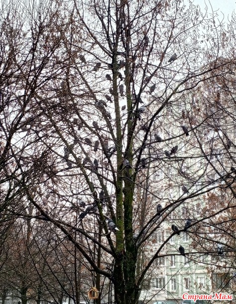 *** ������ ��������� ����������.