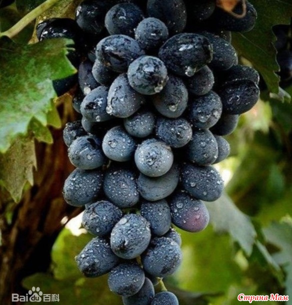 ������������ ���� ��������� ������.  ��������.